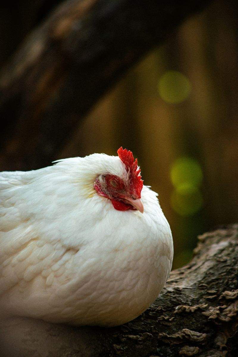 忙しい日にうれしい、手軽に楽しめる鶏メニュー