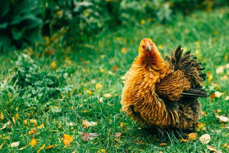 鶏匠みやび株式会社 7